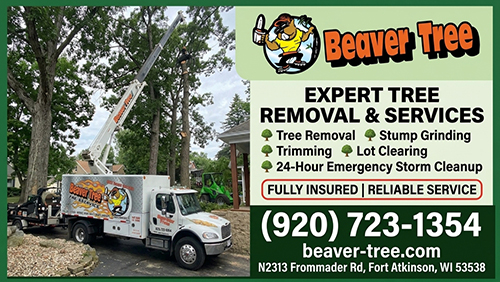 Beaver Tree